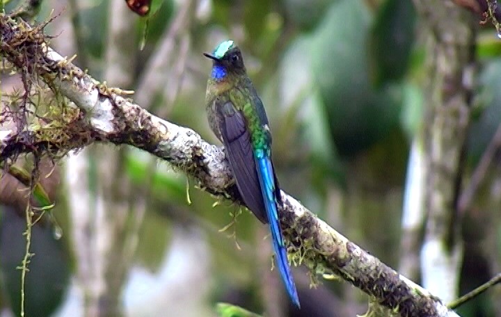 Violet-tailed Sylph - ML326749381