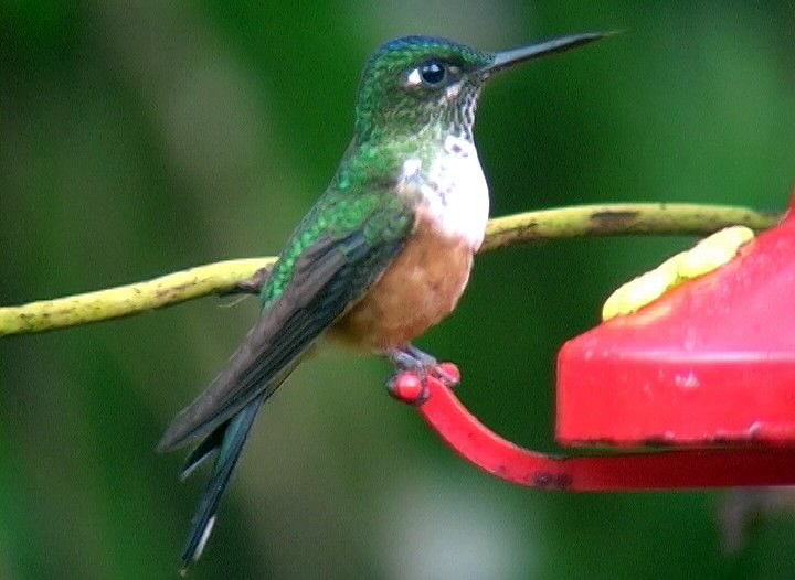 Violet-tailed Sylph - ML326749431