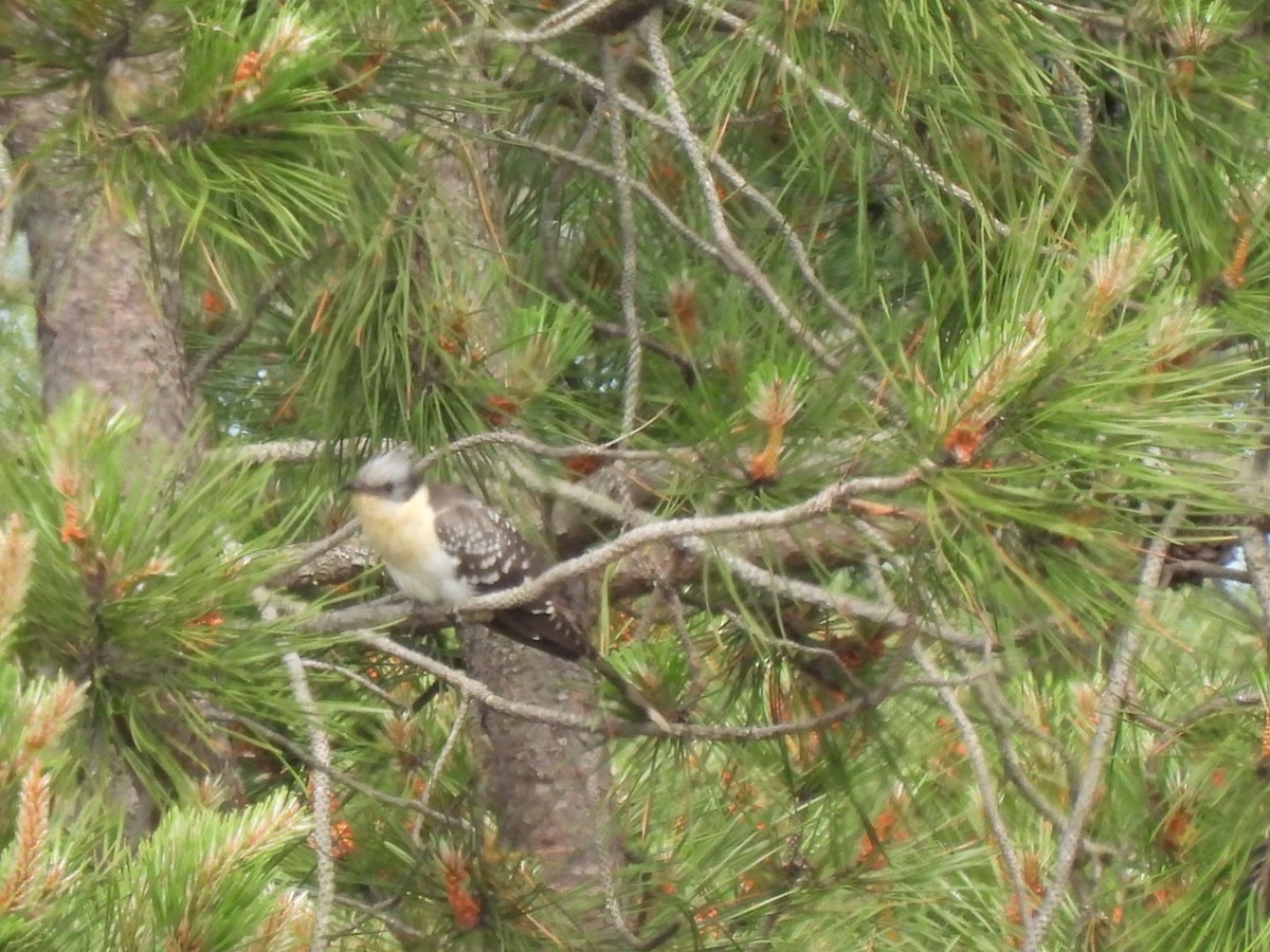 Great Spotted Cuckoo - ML326749441