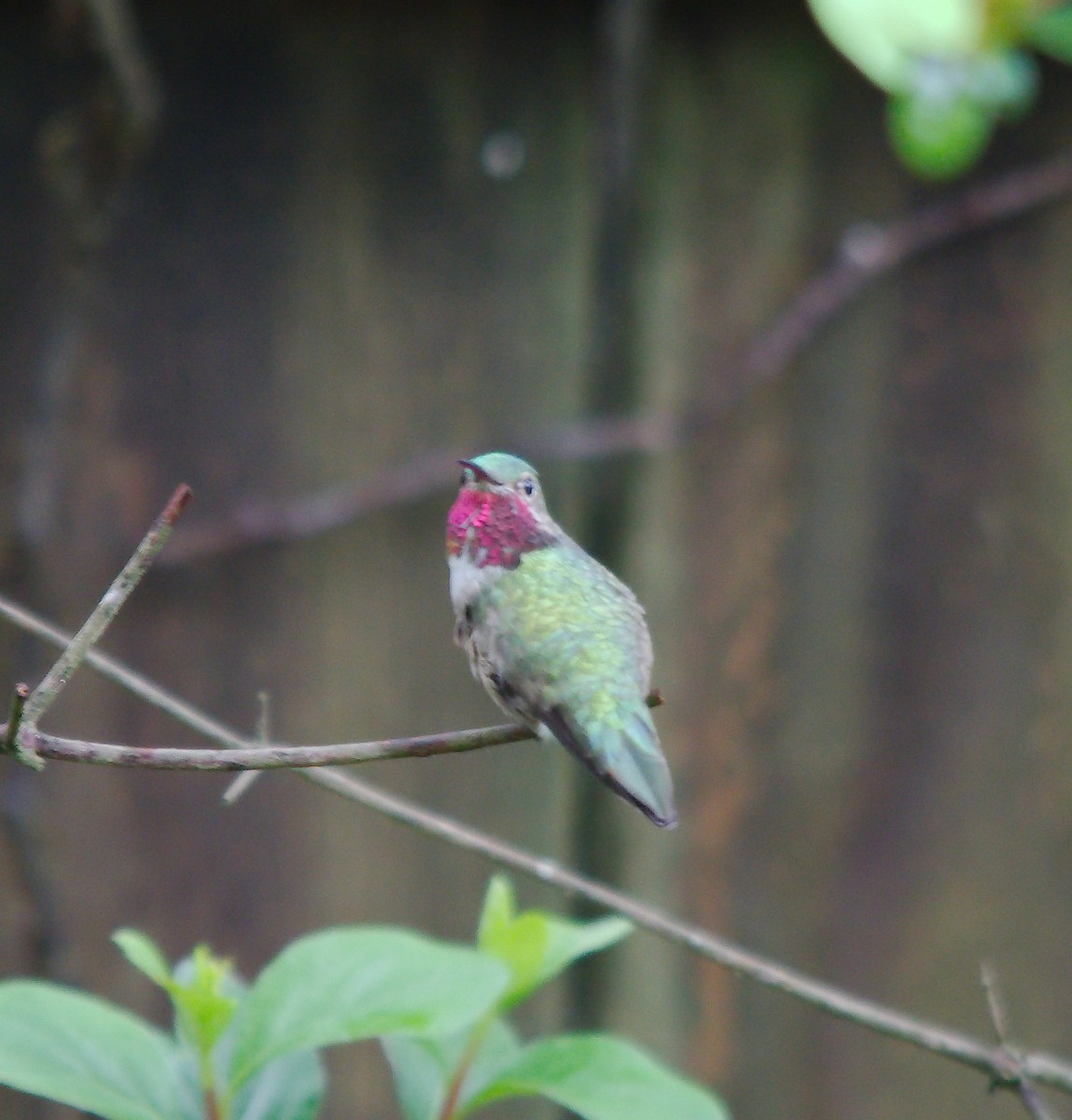 Broad-tailed Hummingbird - ML326755381