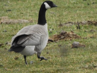 Cackling Goose, ML326759981