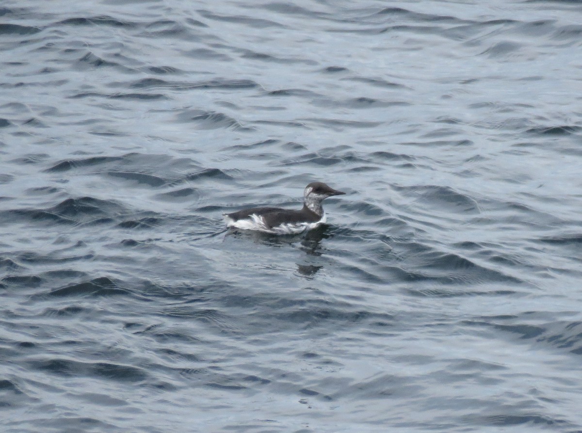 Common Murre - Fred Shaffer