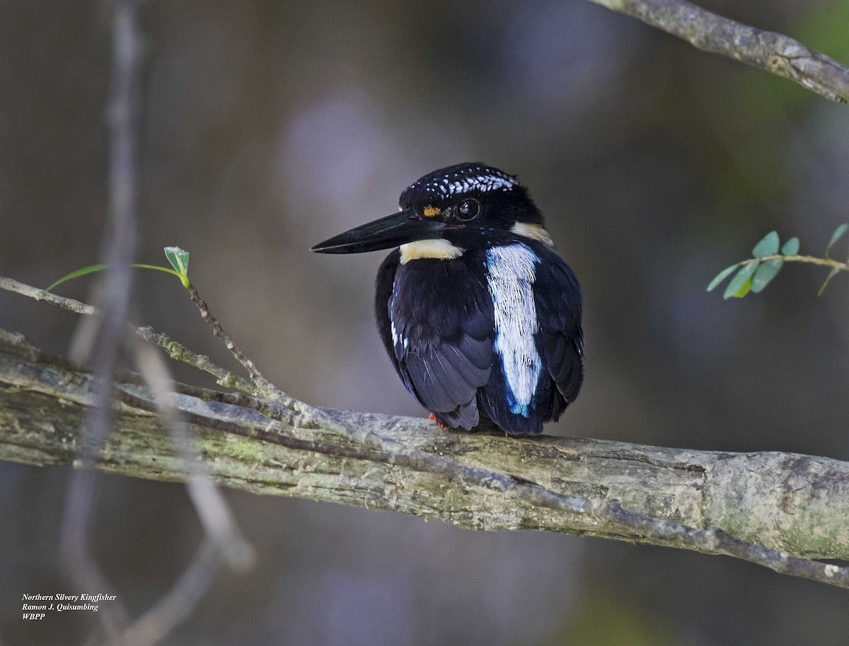 Northern Silvery-Kingfisher - Ramon Quisumbing