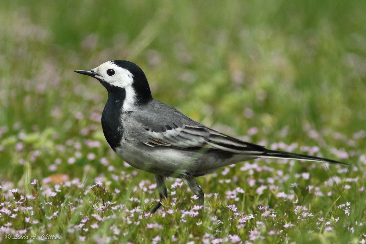 White Wagtail (White-faced) - ML326766591