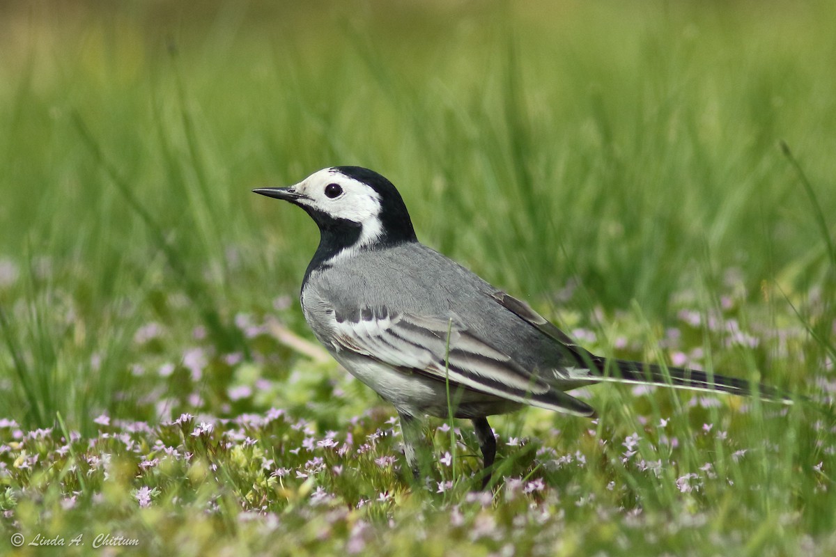 White Wagtail (White-faced) - ML326766601