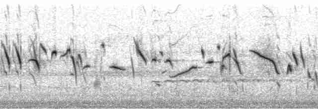 "Канарский вьюрок, дикая канарейка (Одомашенного вида)" - ML32677