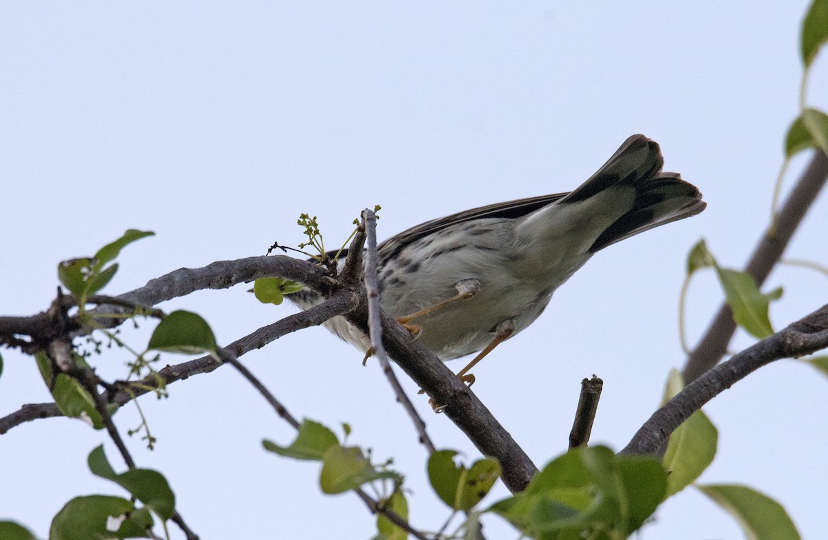 Blackpoll Warbler - Denny Swaby