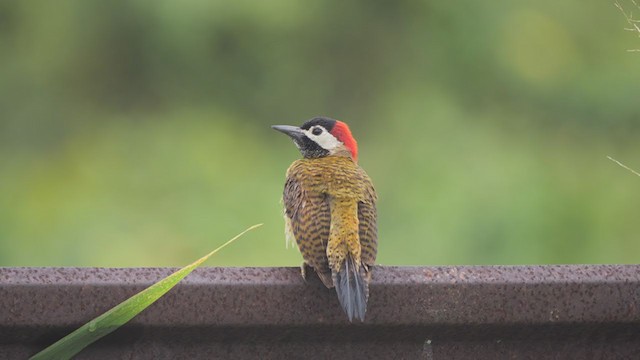 Spot-breasted Woodpecker - ML326777931