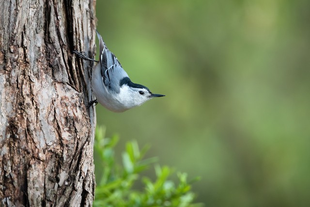 White-breasted Nuthatch