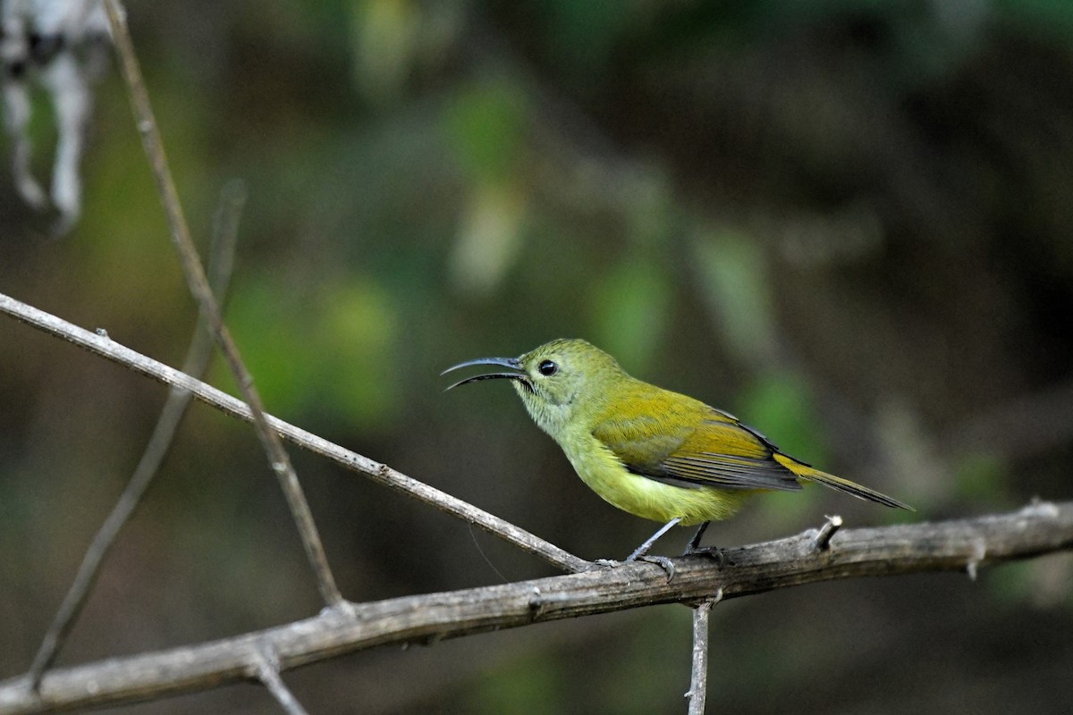 Green-tailed Sunbird - Anand ramesh