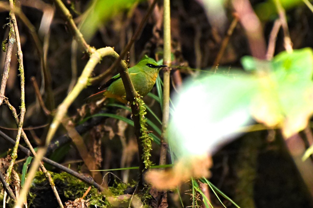 Fire-tailed Myzornis - Anand ramesh