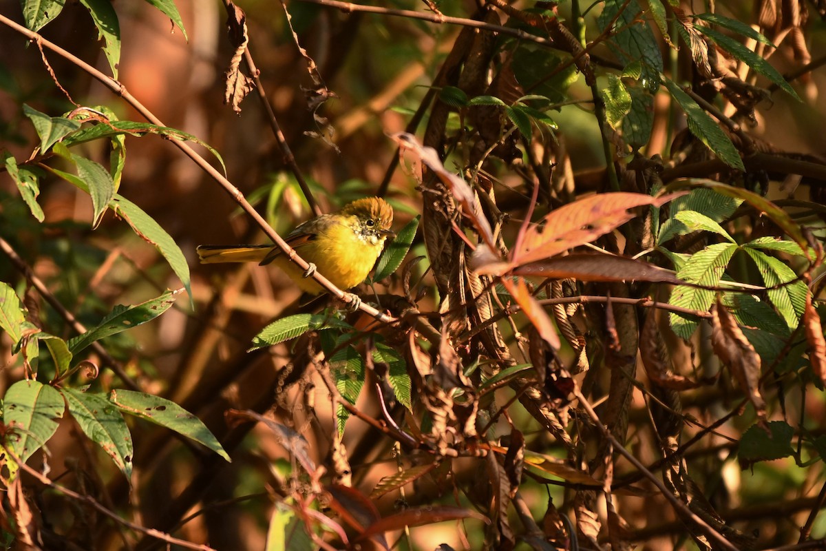 Chestnut-tailed Minla - Anand ramesh