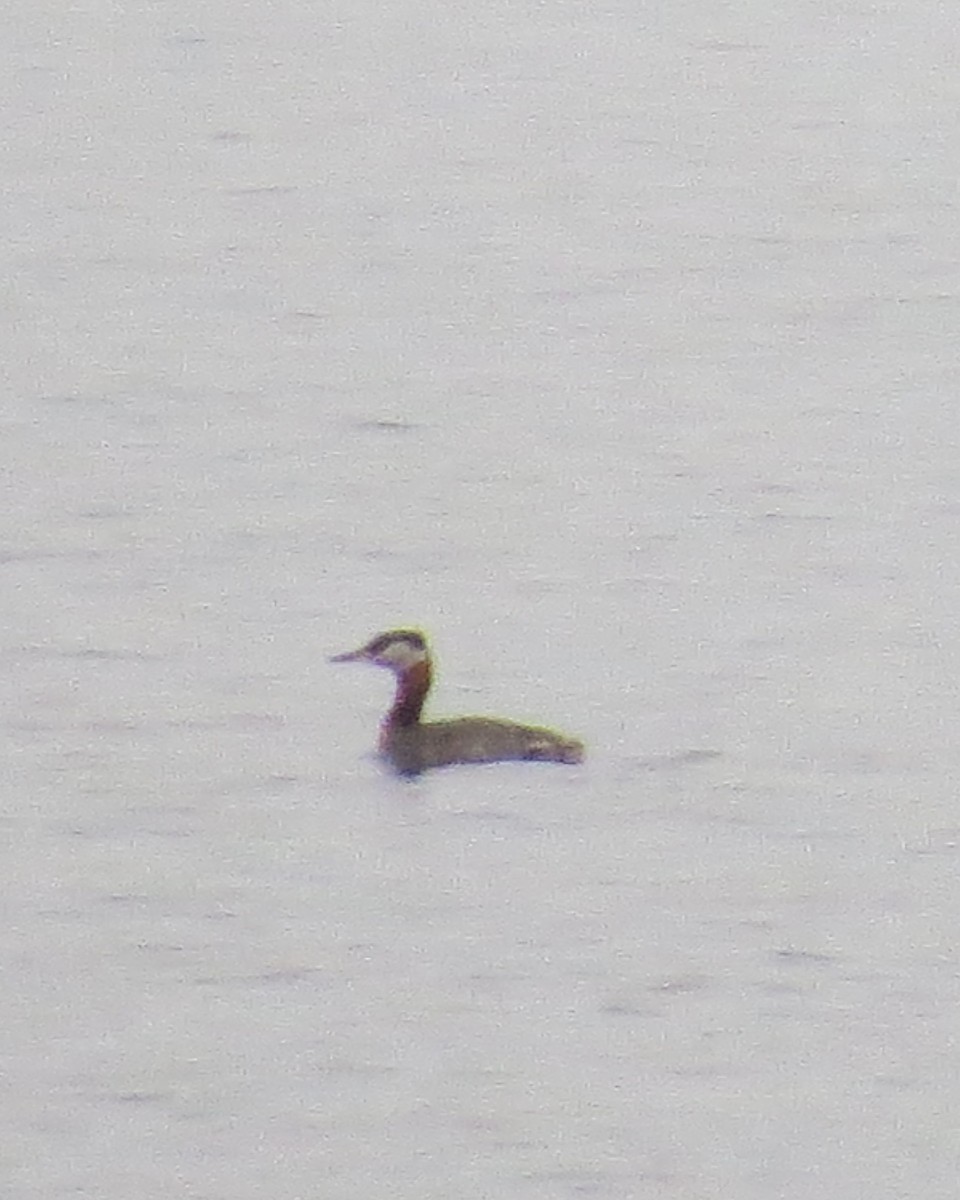 Red-necked Grebe - ML326783741