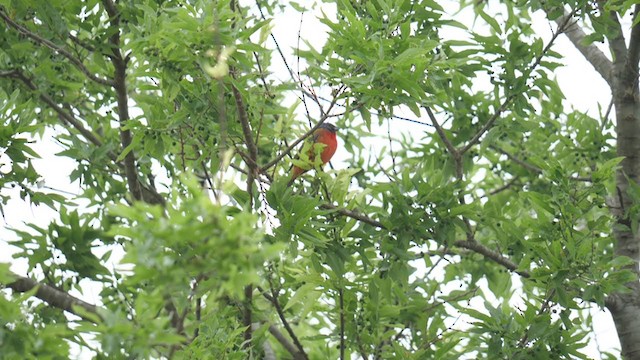 Painted Bunting - ML326789371