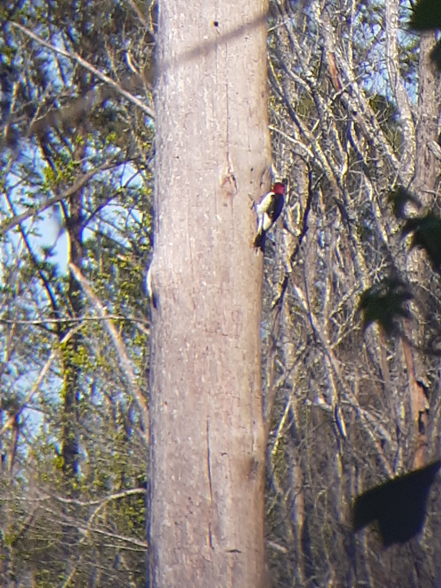 Red-headed Woodpecker - ML326789511