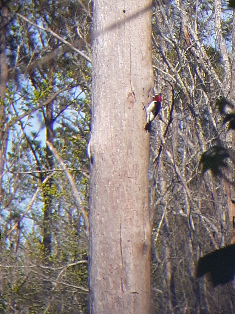Red-headed Woodpecker - ML326789521