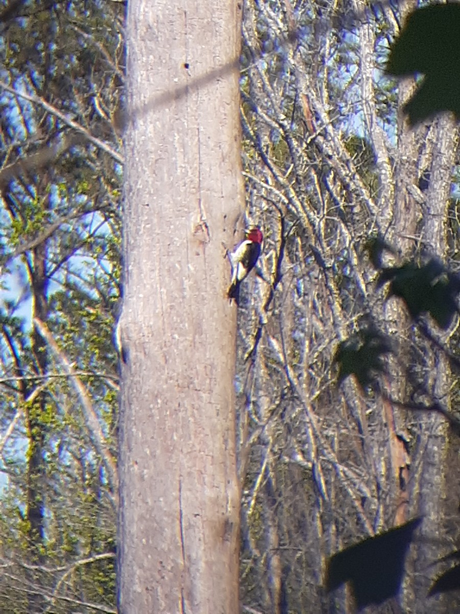 Red-headed Woodpecker - ML326789531