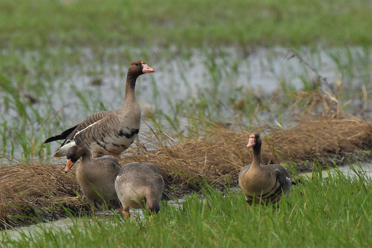 Greater White-fronted Goose - Yi Ming（逸明） Chen（陳）