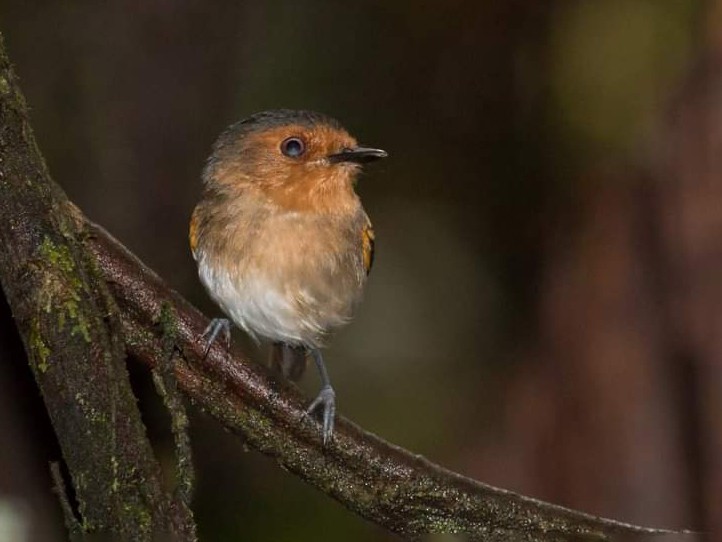 Ruddy Tody-Flycatcher - Jhonathan Miranda - Wandering Venezuela Birding Expeditions