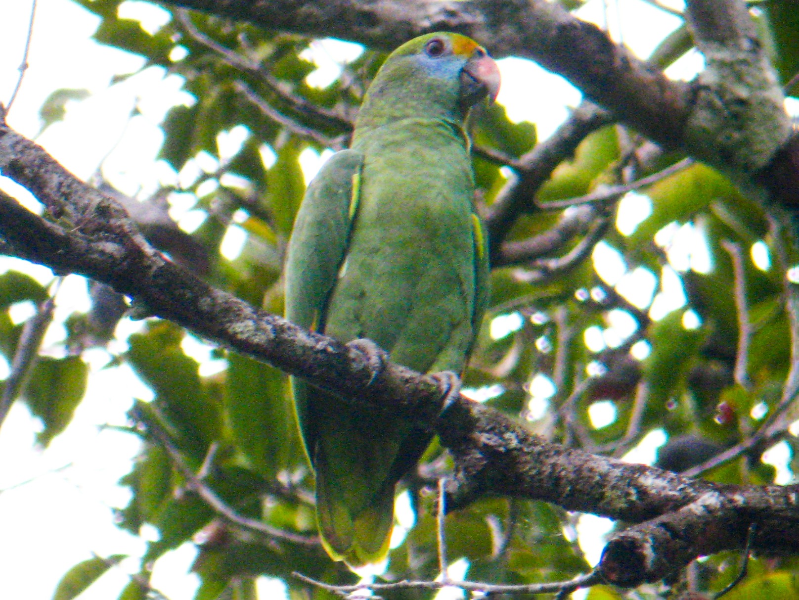 Blue-cheeked Parrot - David Ascanio