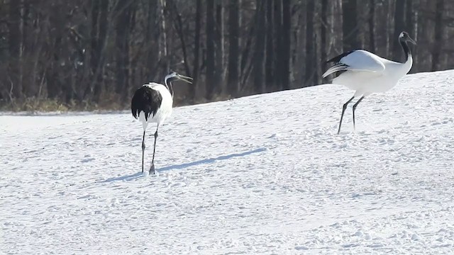 Red-crowned Crane - ML326798921