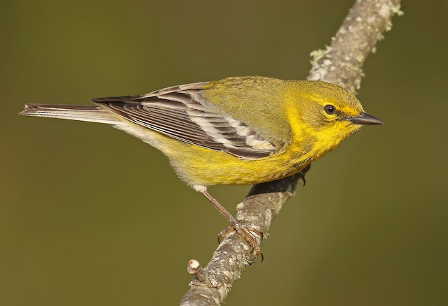 Pine Warbler - eBird