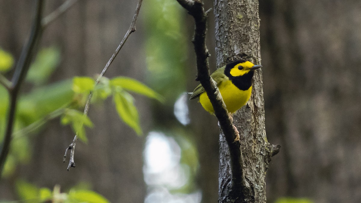 Hooded Warbler - Todd Kiraly