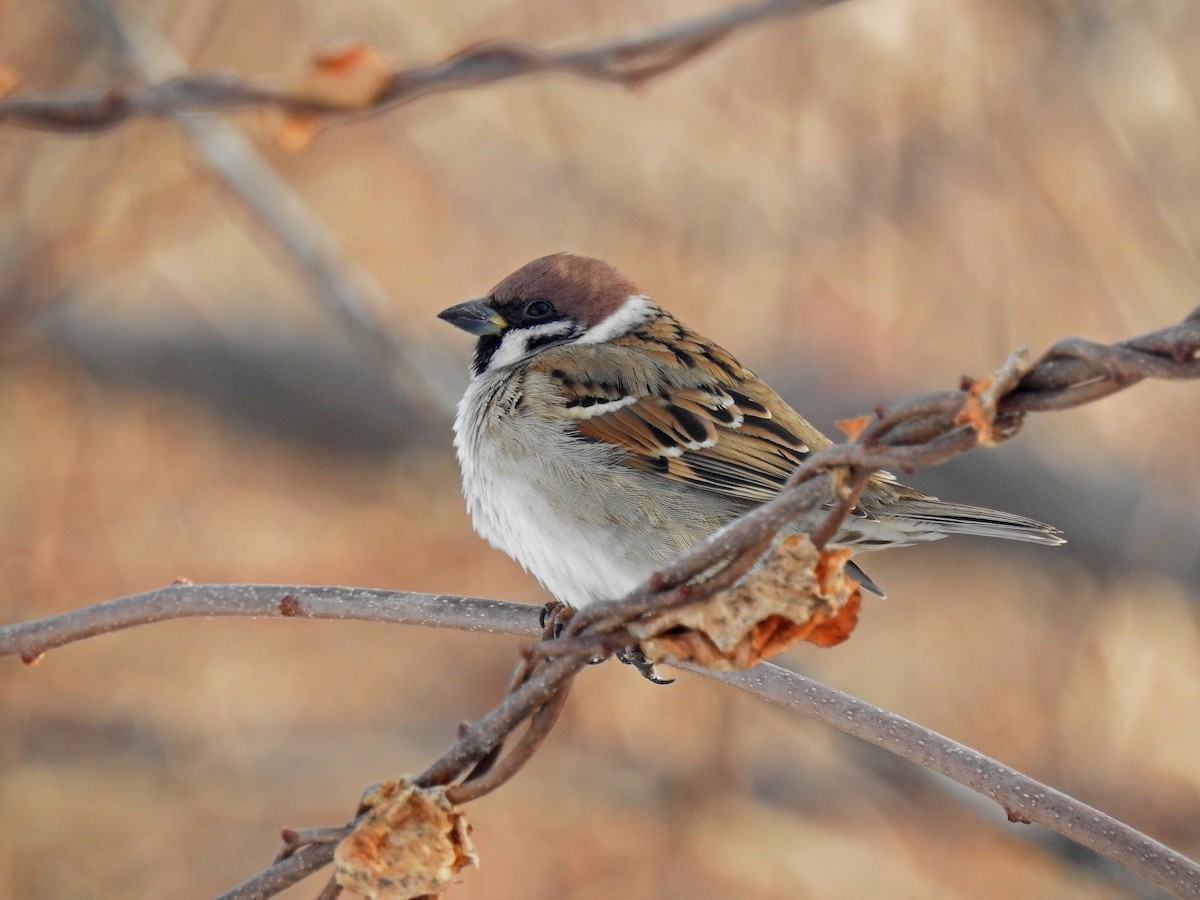 Eurasian Tree Sparrow - Oscar Gutiérrez