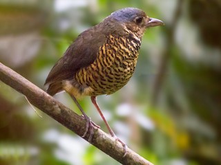  - Jhonathan Miranda - Wandering Venezuela Birding Expeditions - ML326805571