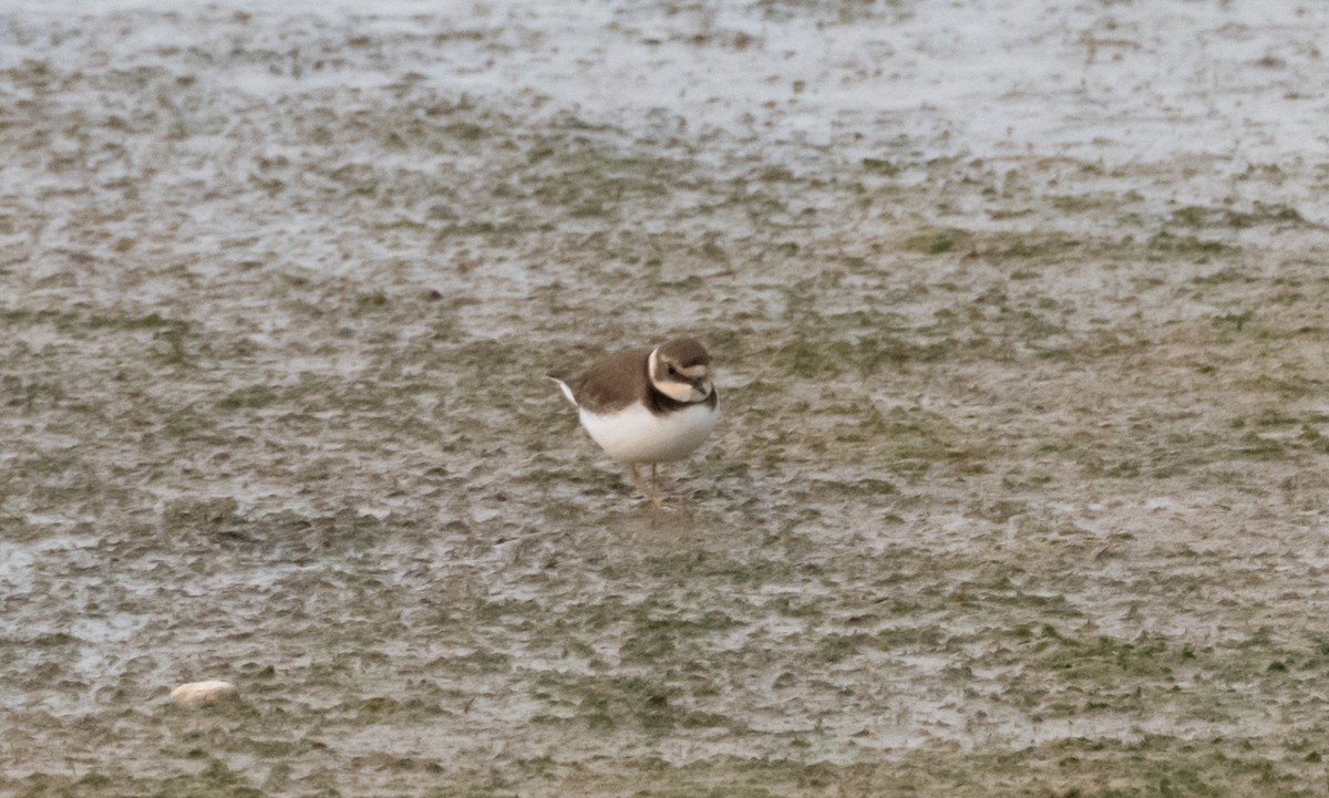 Common Ringed Plover - ML326807051