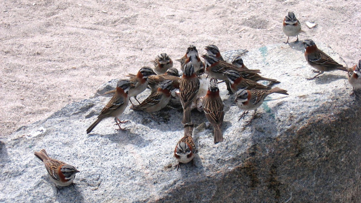 Rufous-collared Sparrow - Andreas Skiljan