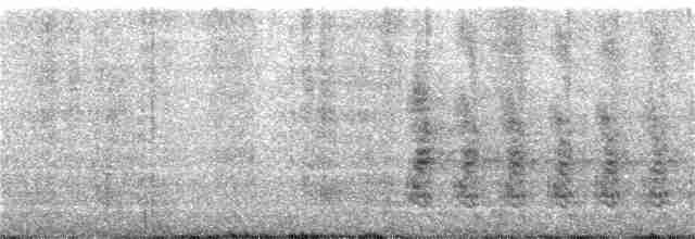 Chara de Steller (grupo stelleri) - ML326812021
