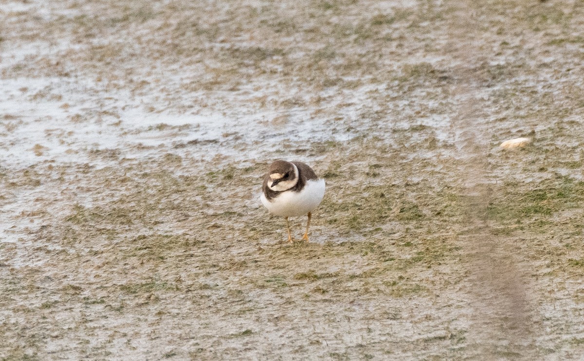 Common Ringed Plover - ML326812101