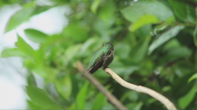 Broad-tailed Hummingbird - ML326814841
