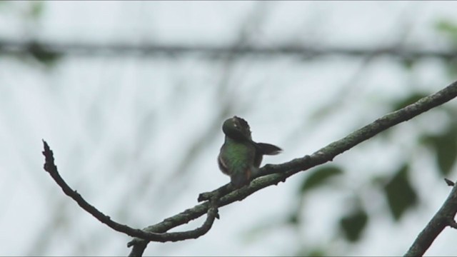Broad-tailed Hummingbird - ML326816161