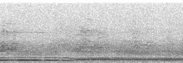 Wedge-tailed Shearwater - ML32682
