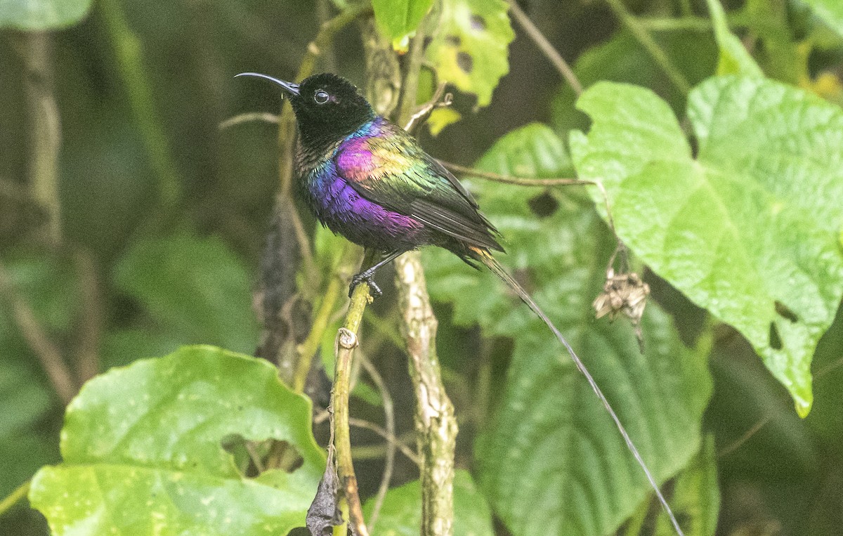 Purple-breasted Sunbird - ML326822181