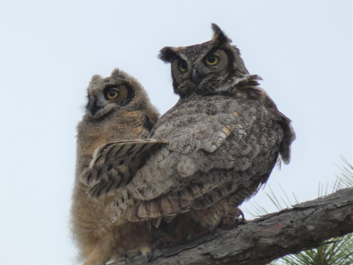 Great Horned Owl - ML326822791