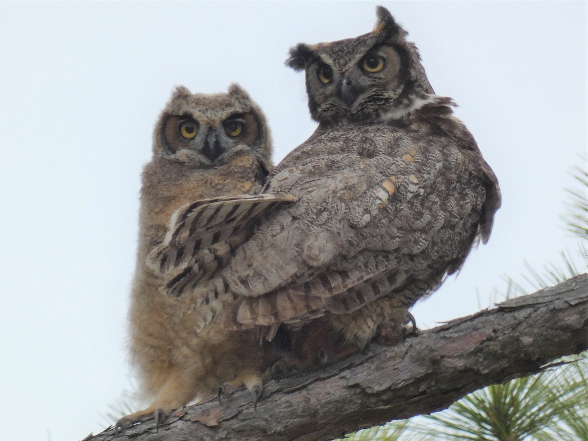Great Horned Owl - ML326822981