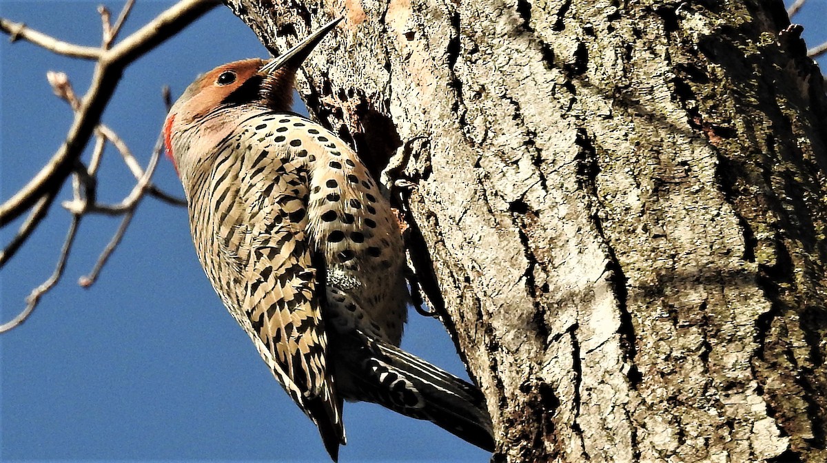 Northern Flicker (Yellow-shafted) - Alan Green