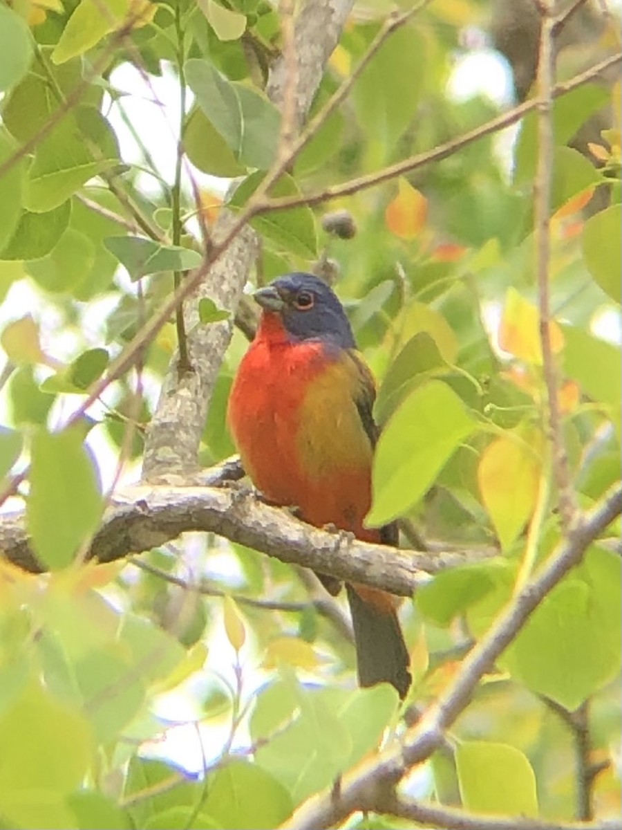 Painted Bunting - ML326832101