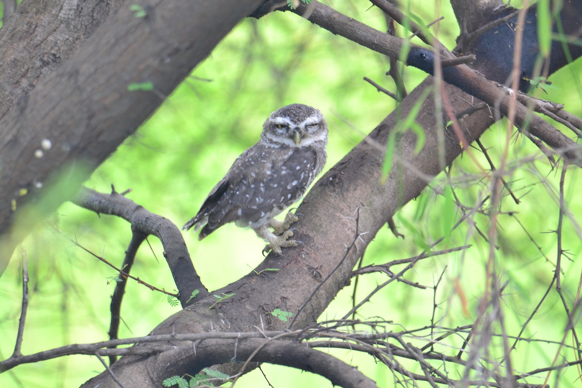 Spotted Owlet - Karthikeyan Ponnambalamoorthy