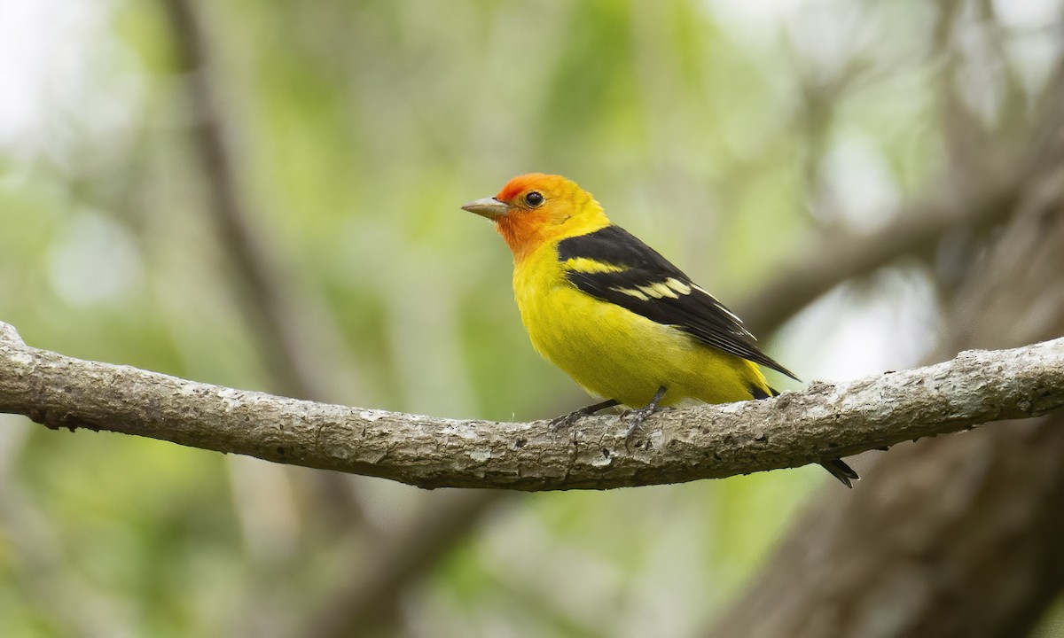 Western Tanager - ML326847331