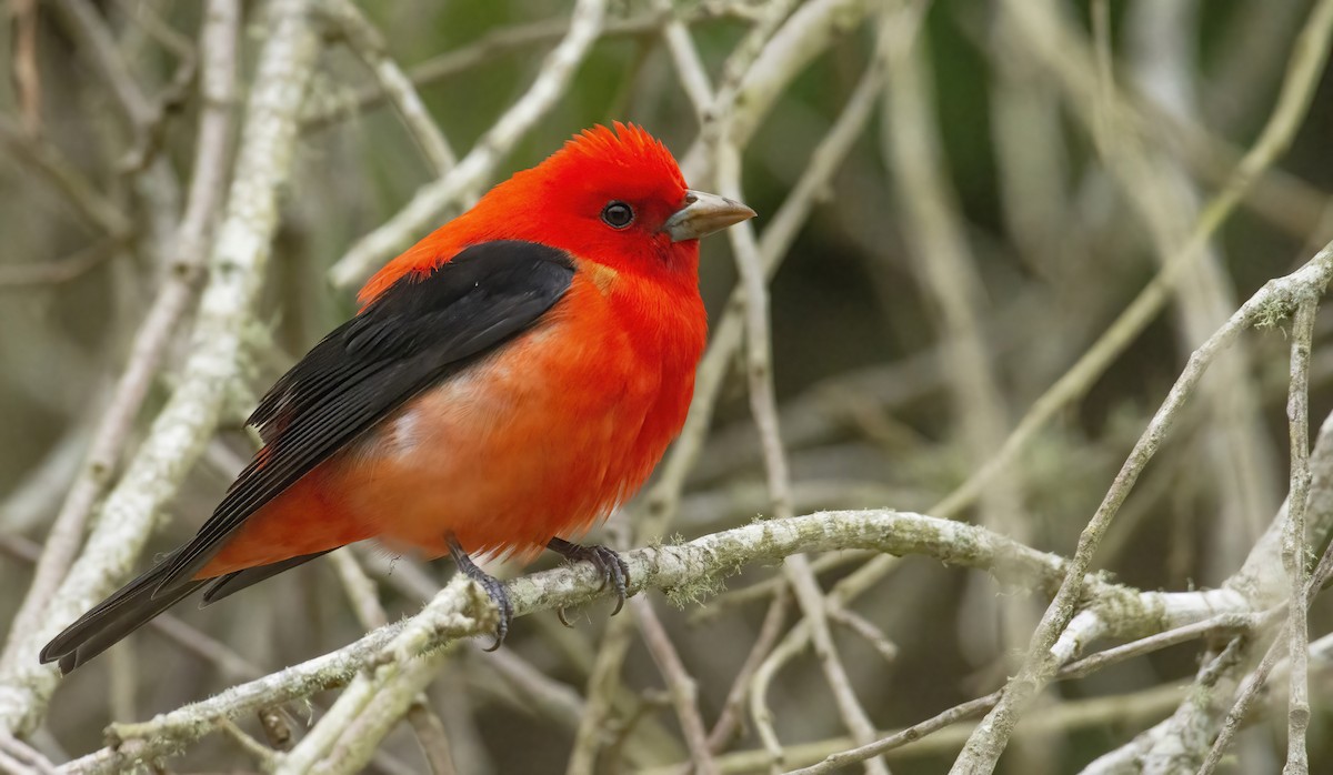 Scarlet Tanager - ML326847391
