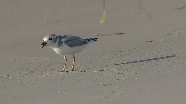 Piping Plover - ML32685061