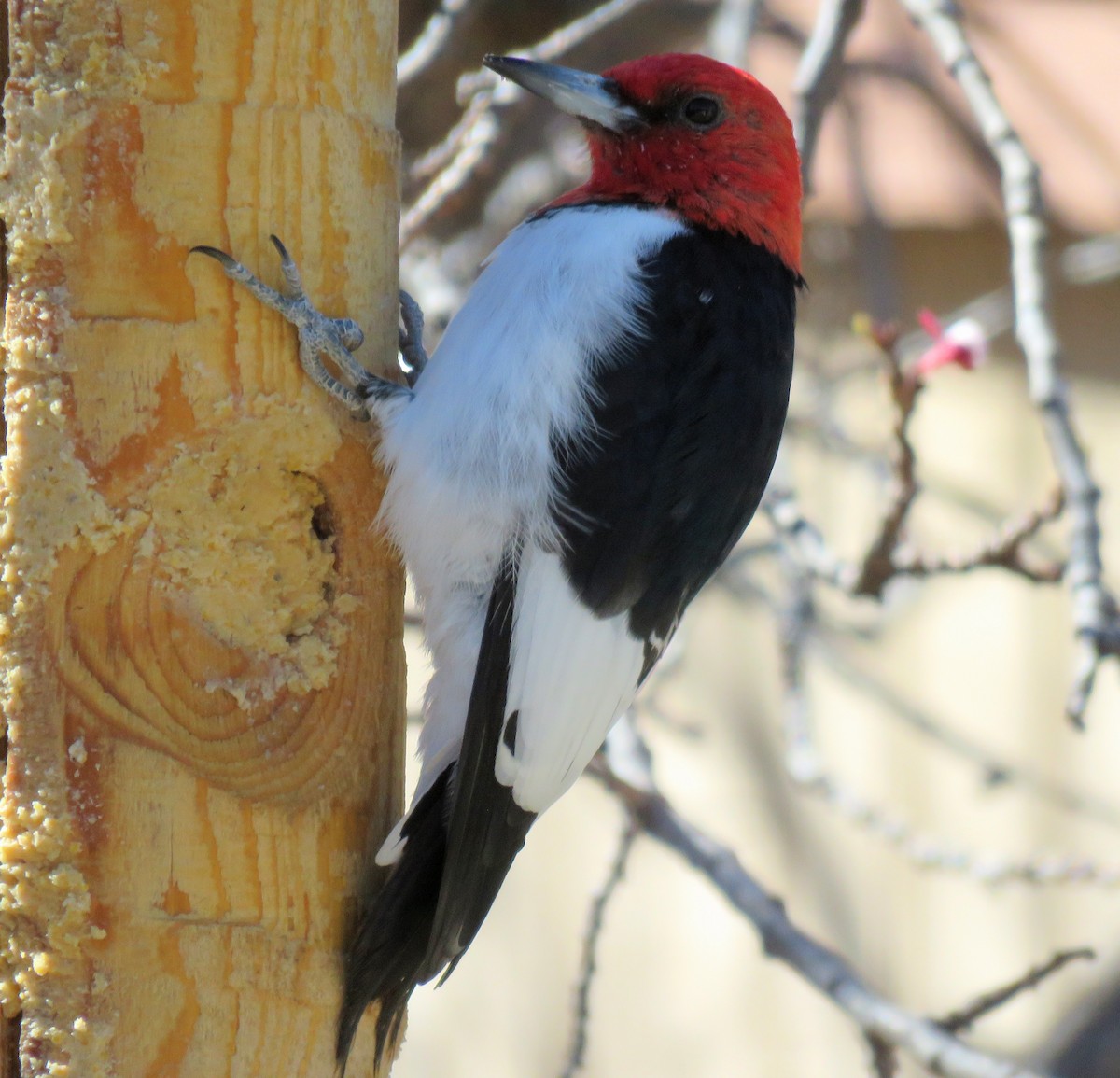 Red-headed Woodpecker - ML326850841