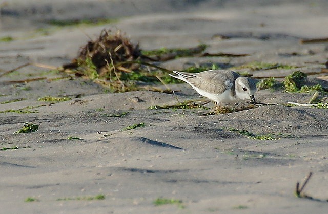 Piping Plover - ML32685101