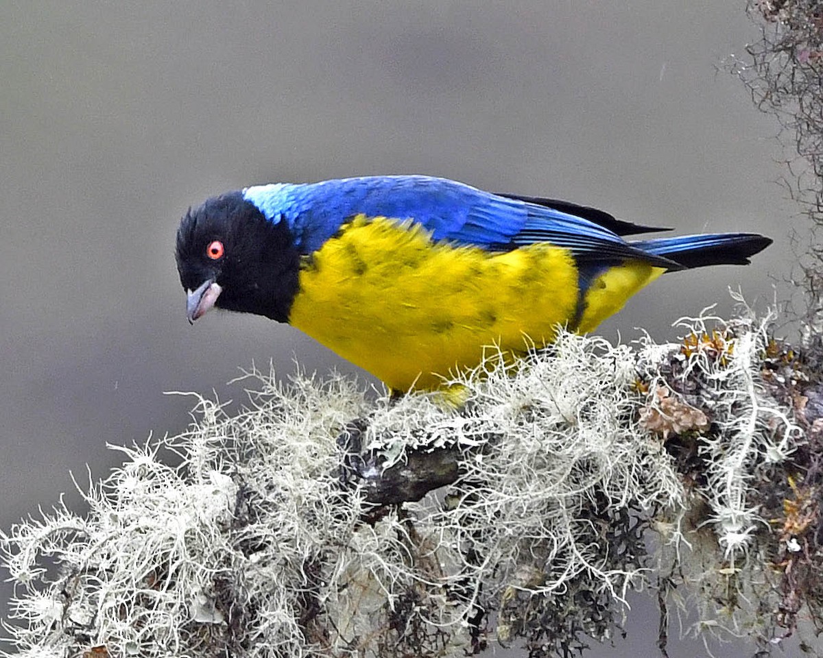 Hooded Mountain Tanager - ML326854421