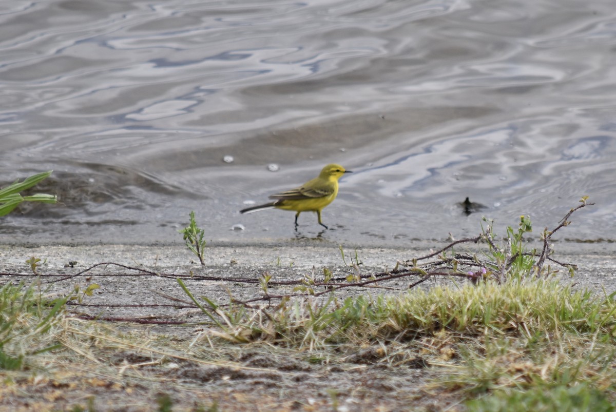 Western Yellow Wagtail - Conor Horgan