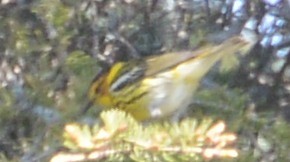 Cape May Warbler - ML32685691